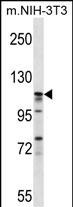 Rabbit Polyclonal Antibody to EIF3C