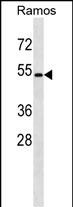 Rabbit Polyclonal Antibody to GPR174