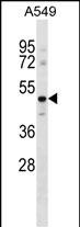Rabbit Polyclonal Antibody to GPR37L1 (N-term)