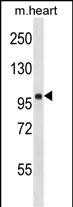 Rabbit Polyclonal Antibody to FHOD1
