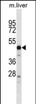 Rabbit Polyclonal Antibody to PRSS16 (N-term)