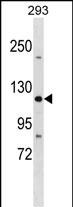 Rabbit Polyclonal Antibody to TJP3 (N-term)