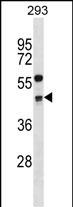 Rabbit Polyclonal Antibody to CCNG2
