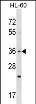 Rabbit Polyclonal Antibody to TAS2R7