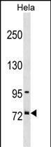Rabbit Polyclonal Antibody to SF4