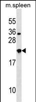 Rabbit Polyclonal Antibody to NXPH3 (N-term)