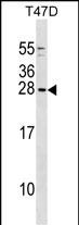 Rabbit Polyclonal Antibody to GCSH (N-term)