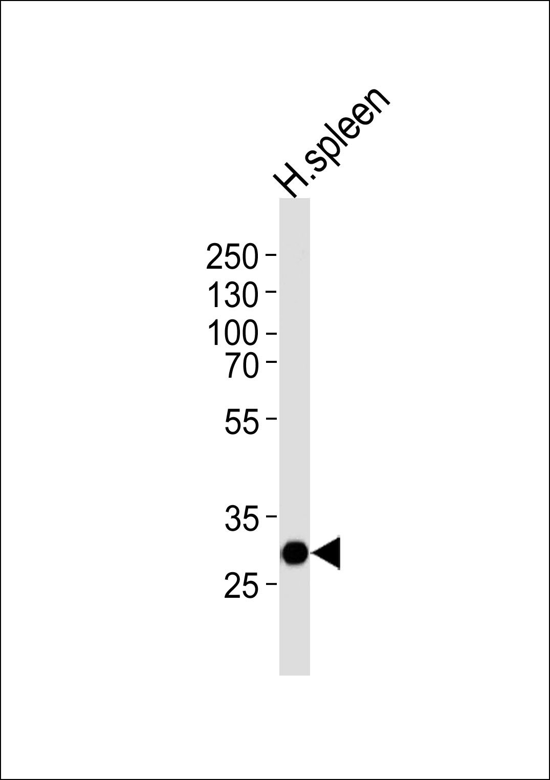 Rabbit Polyclonal Antibody to SAP30