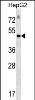 Rabbit Polyclonal Antibody to RAPGEF5