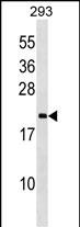 Rabbit Polyclonal Antibody to PPIL3