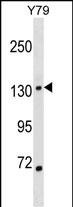 Rabbit Polyclonal Antibody to SALL1 (N-term)