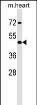 Rabbit Polyclonal Antibody to Mouse Hoxa2