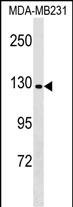Rabbit Polyclonal Antibody to CNTNAP4