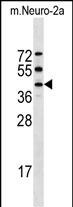 Rabbit Polyclonal Antibody to Mouse Stk32a
