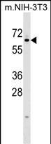 Rabbit Polyclonal Antibody to KLHL12