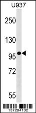 Rabbit Polyclonal Antibody to AGAP3 (N-term)
