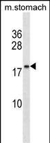 Rabbit Polyclonal Antibody to C9orf7