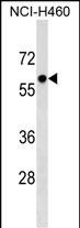 Rabbit Polyclonal Antibody to PRIM2