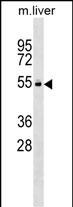 Rabbit Polyclonal Antibody to Mouse Vrk2
