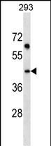 Rabbit Polyclonal Antibody to SDF4