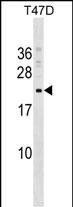 Rabbit Polyclonal Antibody to COMMD9