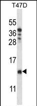 Rabbit Polyclonal Antibody to CHCH8