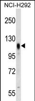 Rabbit Polyclonal Antibody to PROM2