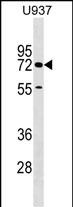 Rabbit Polyclonal Antibody to CERCAM