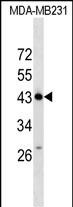 Rabbit Polyclonal Antibody to ZNF550 (N-term)
