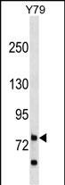 Rabbit Polyclonal Antibody to RHPN1