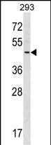 Rabbit Polyclonal Antibody to RNF41