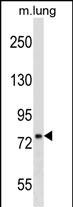 Rabbit Polyclonal Antibody to DNAJC10 (N-term)