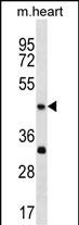 Rabbit Polyclonal Antibody to Mouse Actl7b