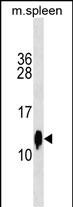 Rabbit Polyclonal Antibody to Mouse Cst3