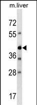 Rabbit Polyclonal Antibody to Mouse Avpr1b