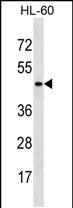 Rabbit Polyclonal Antibody to ARMCX4