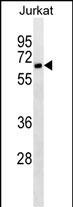 Mouse Monoclonal Antibody to CD4
