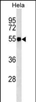 Mouse Monoclonal Antibody to FGG