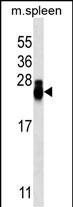 Mouse Monoclonal Antibody to CD3