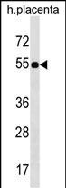 Rabbit Polyclonal Antibody to FZR1 (N-term)
