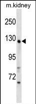 Rabbit Polyclonal Antibody to WDR64 (N-term)