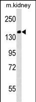 Rabbit Polyclonal Antibody to Mouse Casc5
