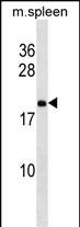 Rabbit Polyclonal Antibody to Mouse Rpl9