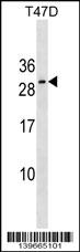 Rabbit Polyclonal Antibody to RNF223