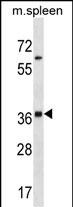 Rabbit Polyclonal Antibody to Mouse Inha (N-term)