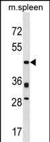 Rabbit Polyclonal Antibody to Mouse Prr5