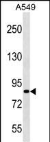Rabbit Polyclonal Antibody to PASD1