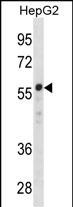 Rabbit Polyclonal Antibody to ZNF276(Center)