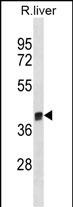 Rabbit Polyclonal Antibody to Rat Arg1(C-term)