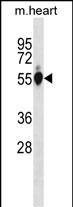 Rabbit Polyclonal Antibody to Mouse Gpi(C-term)